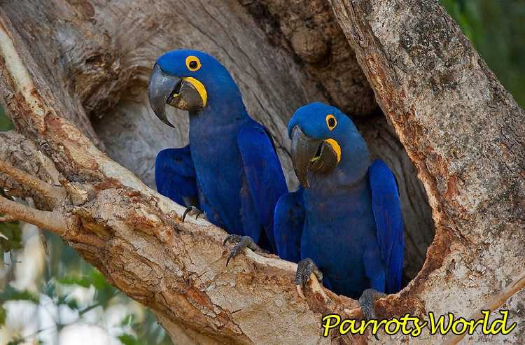 Голубой ара: описание и характеристика попугая, ареал обитания