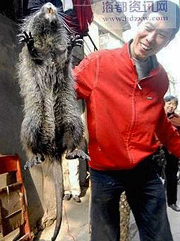 Самая большая крыса в мире: фото гиганских и редких особей