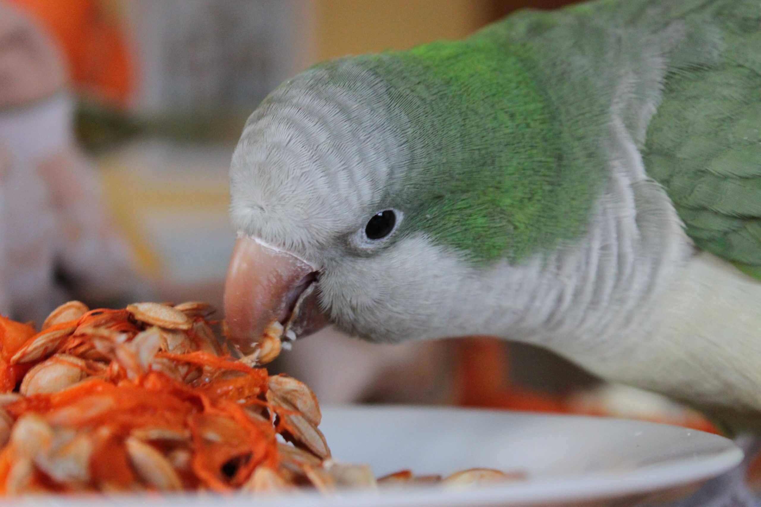 Дополнительная пища для волнистых попугаев
