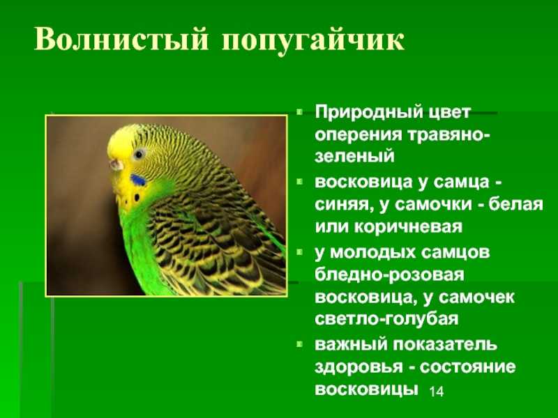Волнистый попугай: где обитает в дикой природе и чем питается попугай (130 фото)