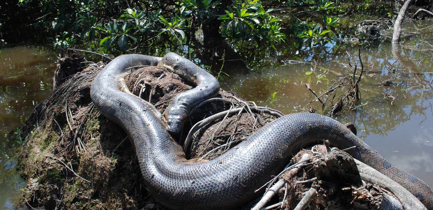 Обитания анаконды. Анаконда змея. Анаконда в джунглях амазонки. Река Амазонка змея Анаконда. Амазонка змеи Анаконда.