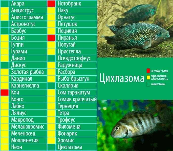 Цихлазома рыбка Описание, особенности, виды и уход за цихлазомой Статья подробно расскажет о цихлазоме и о её особенностях