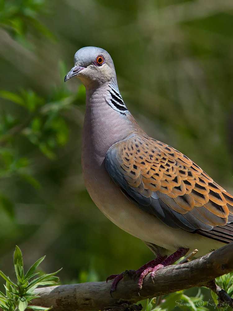 Вяхирь: фото и описание лесного голубя, места обитания птицы