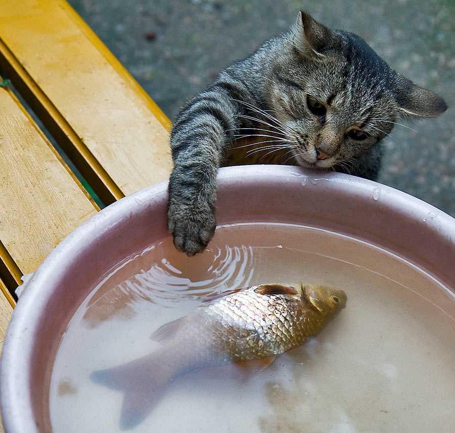 Какую рыбу можно давать кошкам, почему они ее любят, кормят ли ею кастрированных котов?