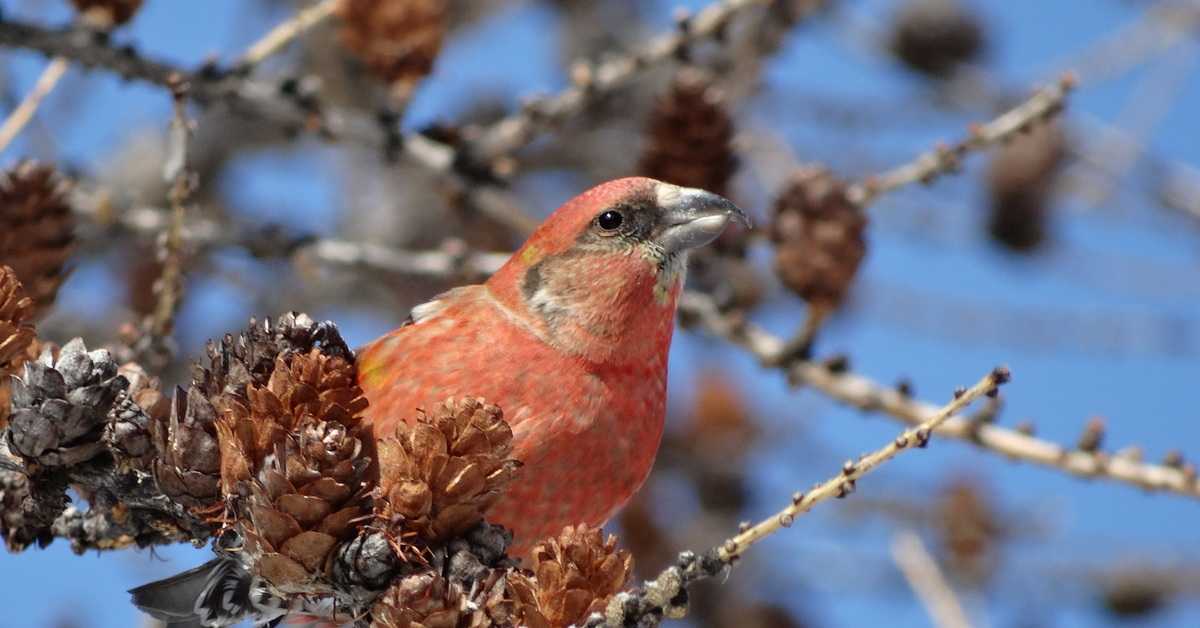 Когда птица клест начинает выводить птенцов: описание клеста, питание и образ жизни