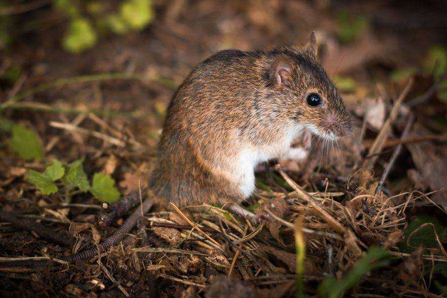 Мышка полевка — описание, как выглядит, чем питается, сколько живет полевая мышь