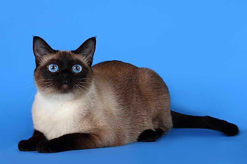 Тайская кошка: описание породы и характера, уход и содержание