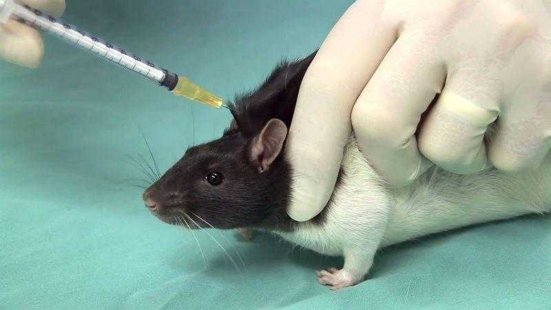 Почему крыса чихает? почему чихает крыса – причины и лечение.