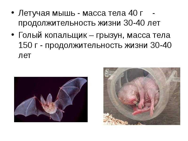 Мышь - виды, чем питаются, сколько живут, где живут, описание