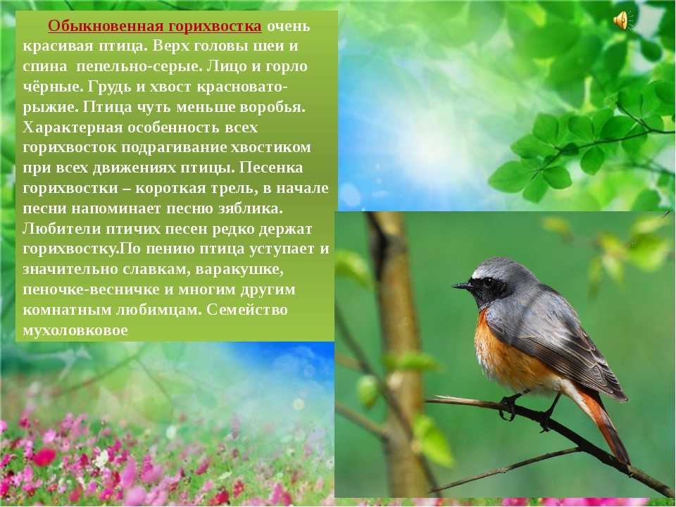 Горихвостка (фото): как выглядит, где обитает, чем питается и интересные факты